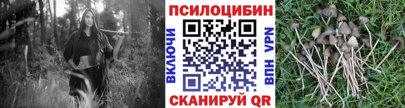 Купить где  Избербаш  Псилоцибиновые грибы GOLDEN TEACHER 